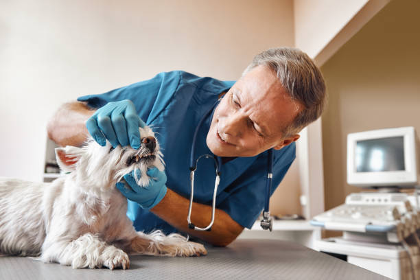 Best Emergency Dentist No Insurance  in Buffalo, OK